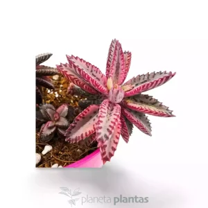 Kalanchoe farfalla rosa — foto principale