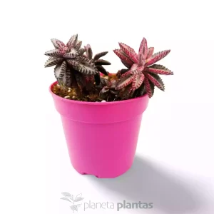 Kalanchoe farfalla rosa