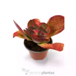Kalanchoe Thyrsiflora variegata — vista laterale