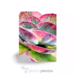 Kalanchoe Thyrsiflora variegata — vista dettaglio