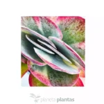 Kalanchoe Thyrsiflora variegata — foto principale