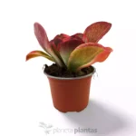 Kalanchoe Thyrsiflora variegata — vista dall'alto