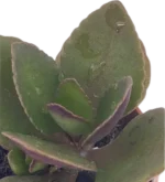 Foglia di topo - (Kalanchoe Blossfeldiana) — foto principale