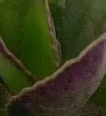 Foglia di topo - (Kalanchoe Blossfeldiana) — vista dettaglio