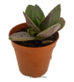 Foglia di topo - (Kalanchoe Blossfeldiana) — vista laterale
