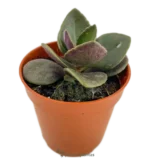 Foglia di topo - (Kalanchoe Blossfeldiana)