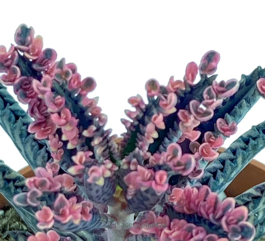 Albero della fortuna - (Kalanchoe Daigremontiana) — foto principale