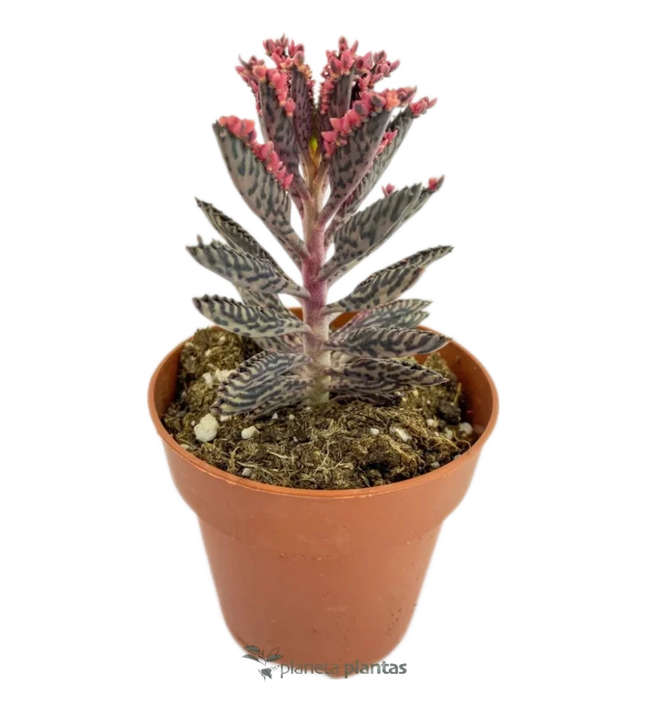Albero della fortuna - (Kalanchoe Daigremontiana)