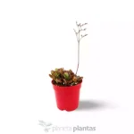 Kalanchoe Humilis — vista dall'alto