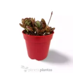 Kalanchoe Humilis — vista laterale