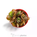 Kalanchoe Humilis
