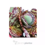 Kalanchoe Humilis — vista dettaglio