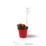 Kalanchoe Humilis — foto principale