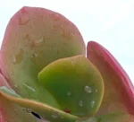Pianta della Vita - (Kalanchoe Luciae) — foto principale