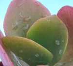 Pianta della Vita - (Kalanchoe Luciae) — vista dettaglio