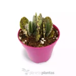 Kalanchoe marmorata — foto principale