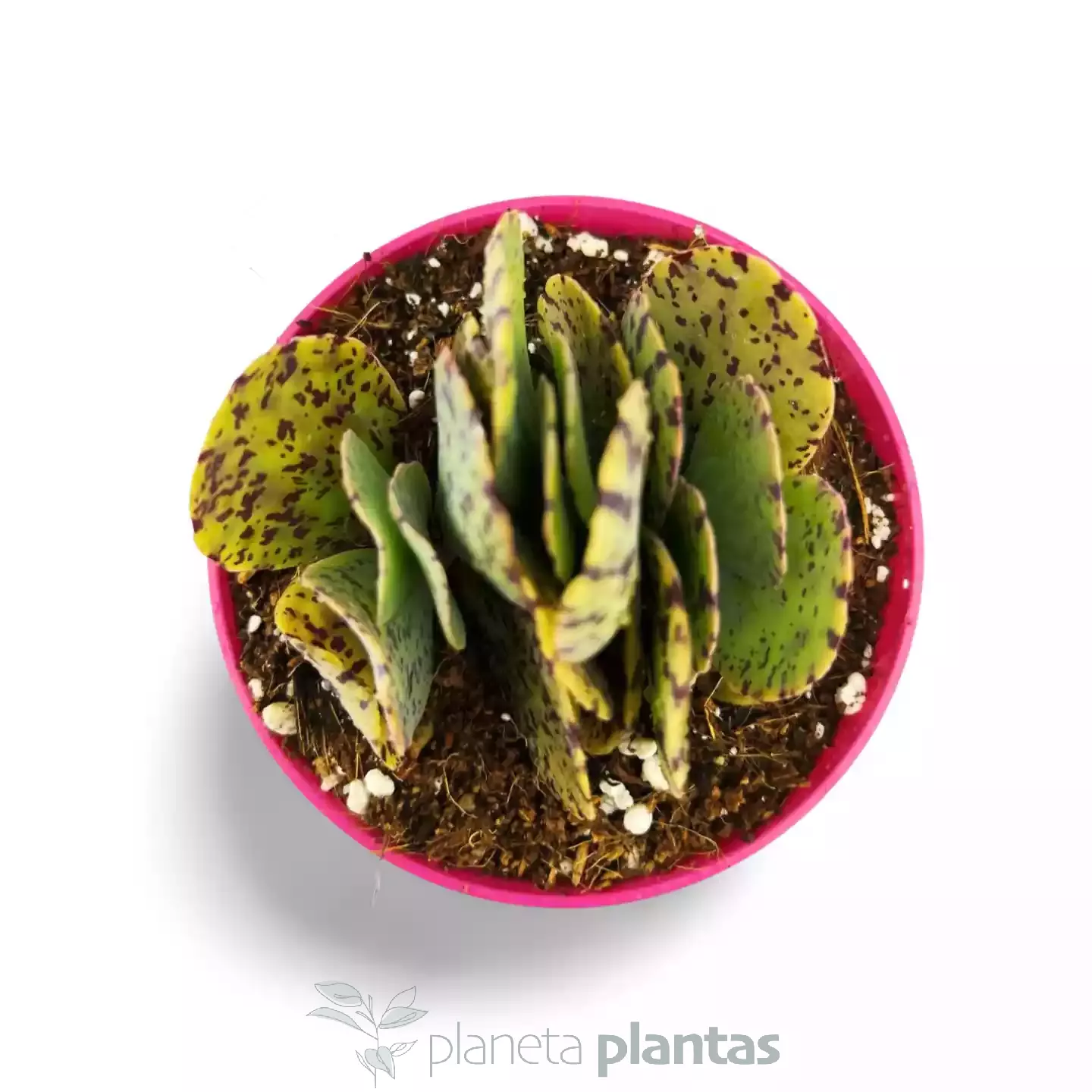 Kalanchoe marmorata-04 Kalanchoe marmorata