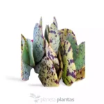 Kalanchoe marmorata — vista laterale