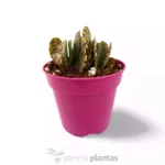 Kalanchoe marmorata — vista dettaglio