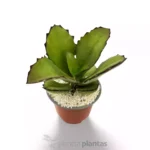 Kalanchoe Synsepala — vista dettaglio