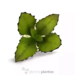 Kalanchoe Synsepala — foto principale