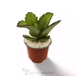 Kalanchoe Synsepala