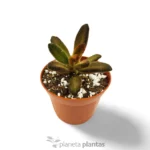 Kalanchoe tomentosa 'Soldato di cioccolato'