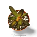 Kalanchoe tomentosa 'Soldato di cioccolato' — vista dettaglio