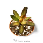 Kalanchoe tomentosa 'Soldato di cioccolato' — foto principale