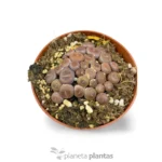 Lithops Hookeri — foto principale