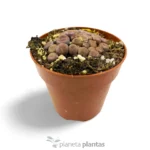 Lithops Hookeri
