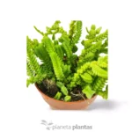 La Crassula Muscosa Cordon de San Jose