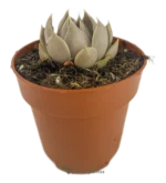 Lenophyllum Texanum