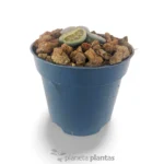 Lithops giganti — vista dettaglio