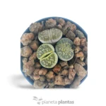 Lithops giganti — foto principale