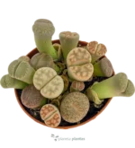 Lithops Pseudotruncatella