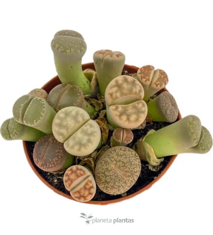 Lithops Pseudotruncatella