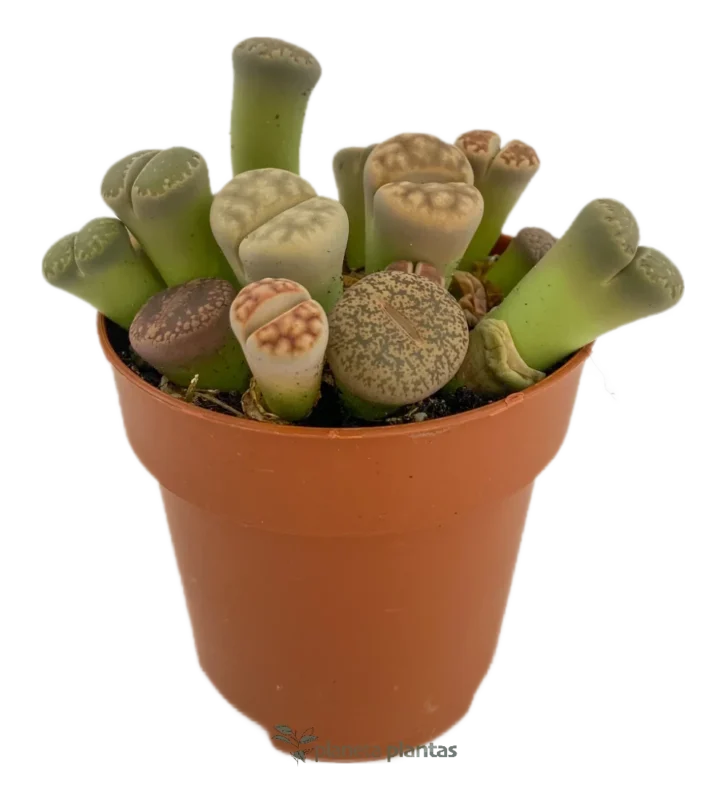 Lithops Pseudotruncatella