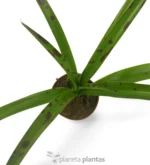 Agave Manfreda Maculosa — foto principale
