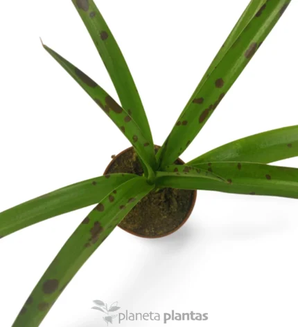 Agave Manfreda Maculosa — foto principale