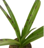 Agave Manfreda Maculosa — vista laterale