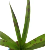 Agave Manfreda Maculosa — vista dettaglio