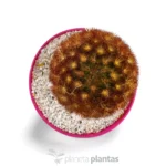 Mammillaria carmenae var. rubrispina — vista dettaglio