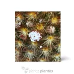 Mammillaria carmenae var. rubrispina — foto principale