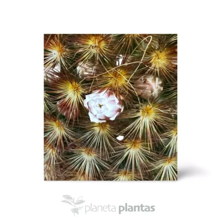 Mammillaria carmenae var. rubrispina — foto principale