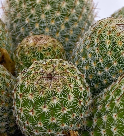 Mammillaria allungata — foto principale