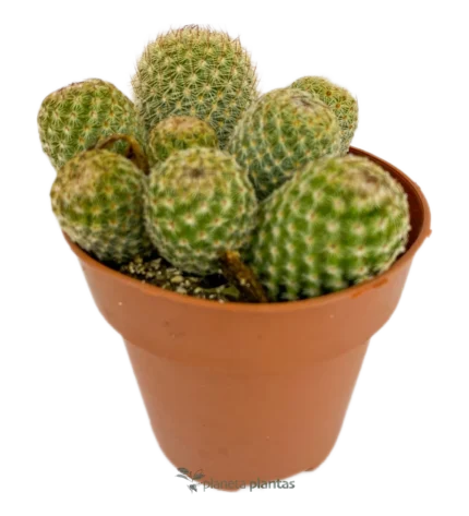 Mammillaria allungata