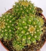 Mammillaria Marksiana