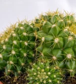 Mammillaria Marksiana