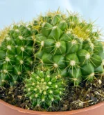 Mammillaria Marksiana